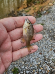 Lepomis marginatus