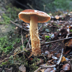 Hypholoma brunneum