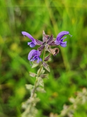 Salvia dumetorum