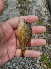 Lepomis marginatus