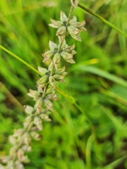 Salvia dumetorum