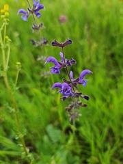 Salvia dumetorum