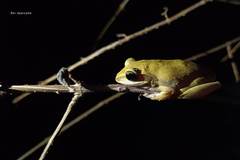 Polypedates maculatus