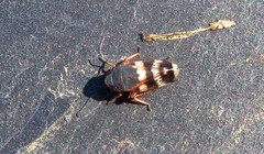 Anoscopus albifrons