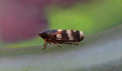 Anoscopus albifrons