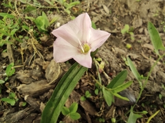 Convolvulus arvensis
