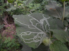 Phytomyza lappae