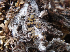 Caloplaca stillicidiorum