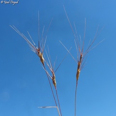 Aegilops biuncialis