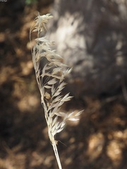 Arrhenatherum palaestinum