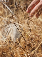 Bupleurum gerardi
