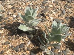 Convolvulus persicus