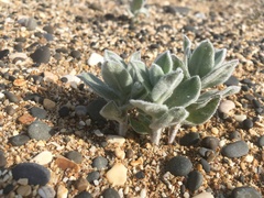 Convolvulus persicus