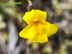 Erythranthe microphylla