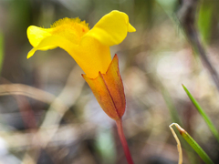 Erythranthe microphylla