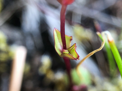 Erythranthe microphylla