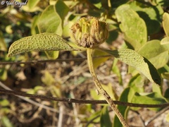 Phlomis chrysophylla