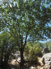 Quercus look