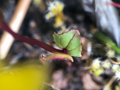 Erythranthe microphylla
