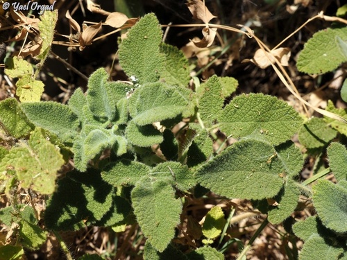 Brambleleaf Sage (Salvia rubifolia)