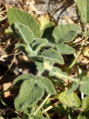 Salvia rubifolia