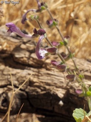 Scutellaria brevibracteata
