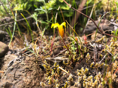 Erythranthe microphylla