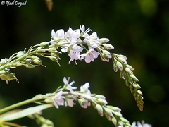 Veronica anagallis-aquatica lysimachioides