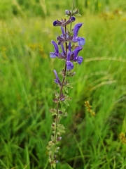 Salvia dumetorum