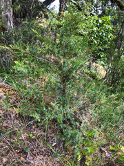 Juniperus maritima