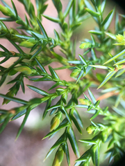 Juniperus maritima