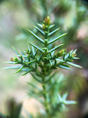 Juniperus maritima