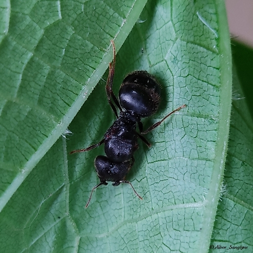中华大头蚁Pheidole sinica