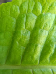 Microsorum membranaceum