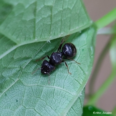 Pheidole sinica