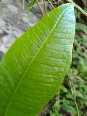 Microsorum membranaceum