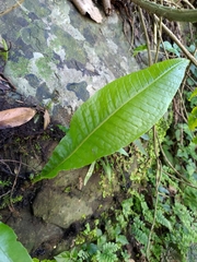 Microsorum membranaceum