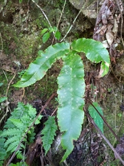 Dryopteris enneaphylla