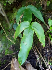 Dryopteris enneaphylla