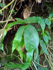 Dryopteris enneaphylla
