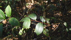 Camellia brevistyla