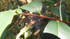 Camellia brevistyla