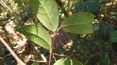 Camellia brevistyla