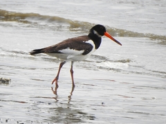 Haematopus ostralegus