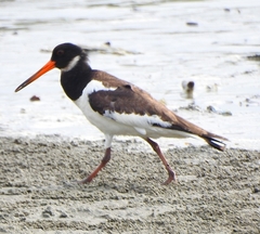 Haematopus ostralegus