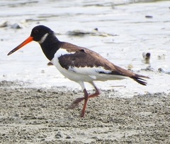 Haematopus ostralegus