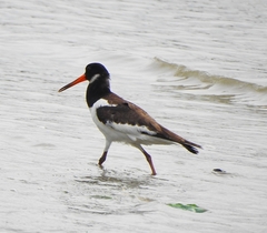 Haematopus ostralegus