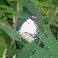 Belenois creona creona