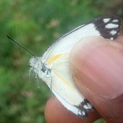 Belenois creona creona