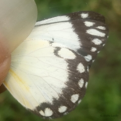 Belenois creona creona